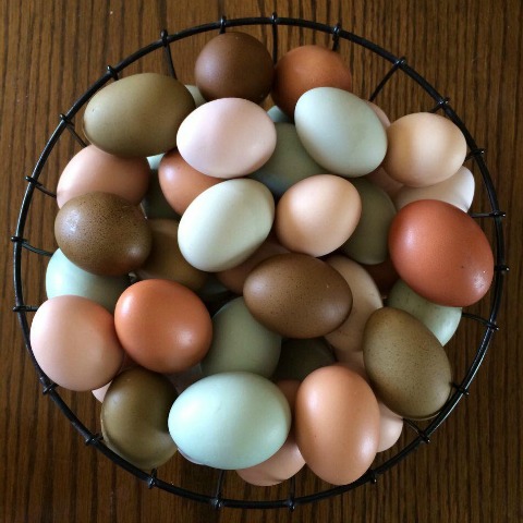 The Egg-Cellent Guide About Different Colored Chicken Eggs