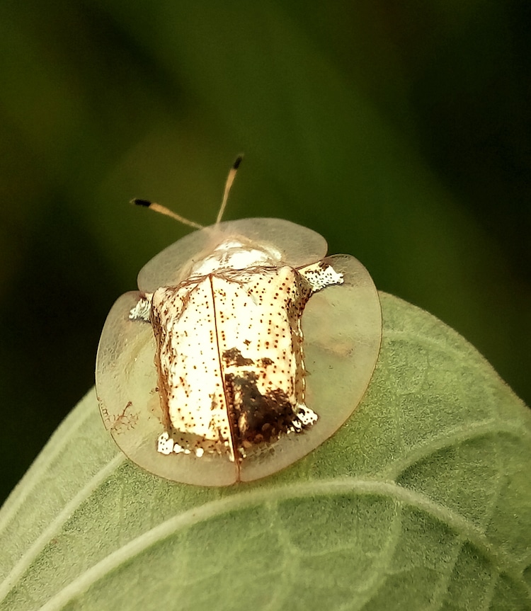 Close up shot of a golden tortoise beetle sitting on a leaf