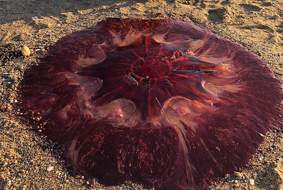 Red colored giant jellyfish at the beach
