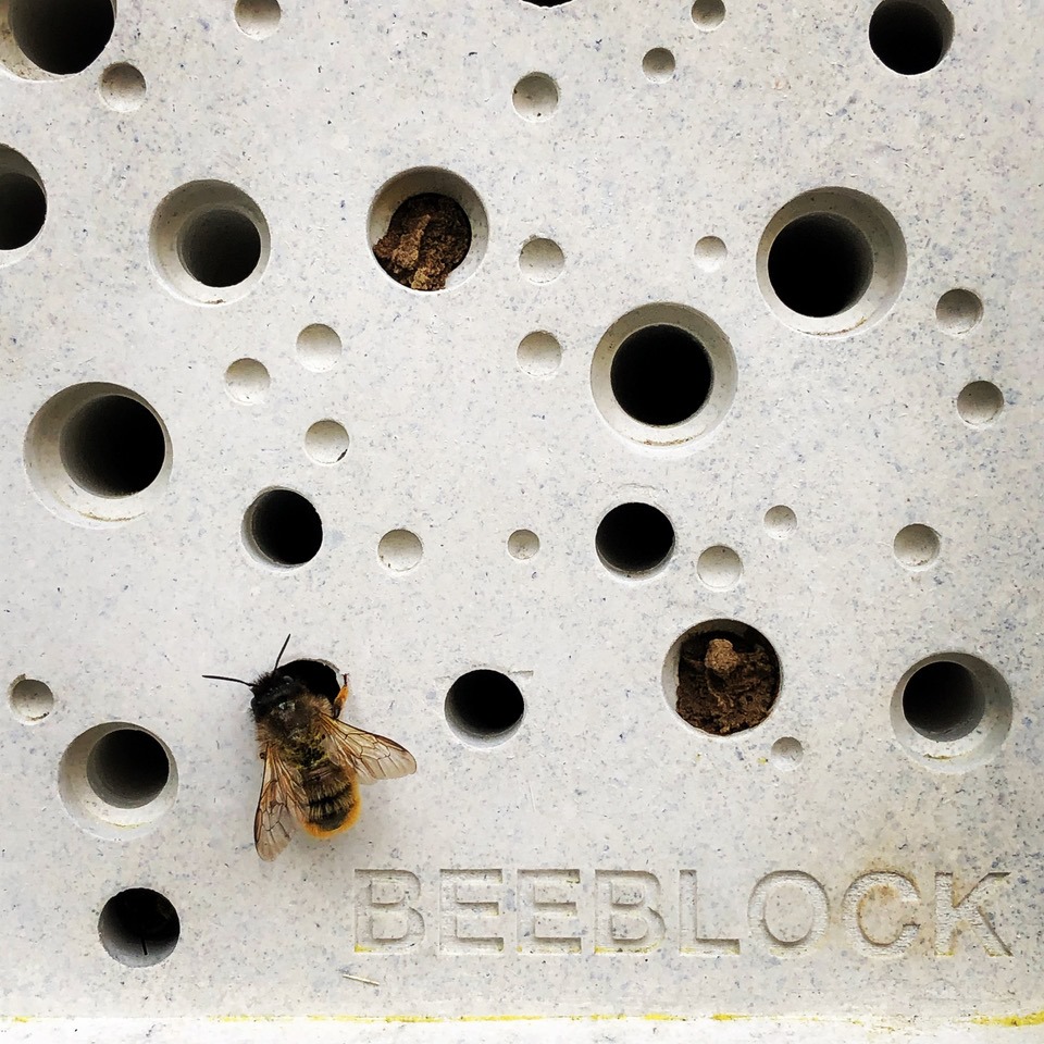 Bees in a white concrete bee block