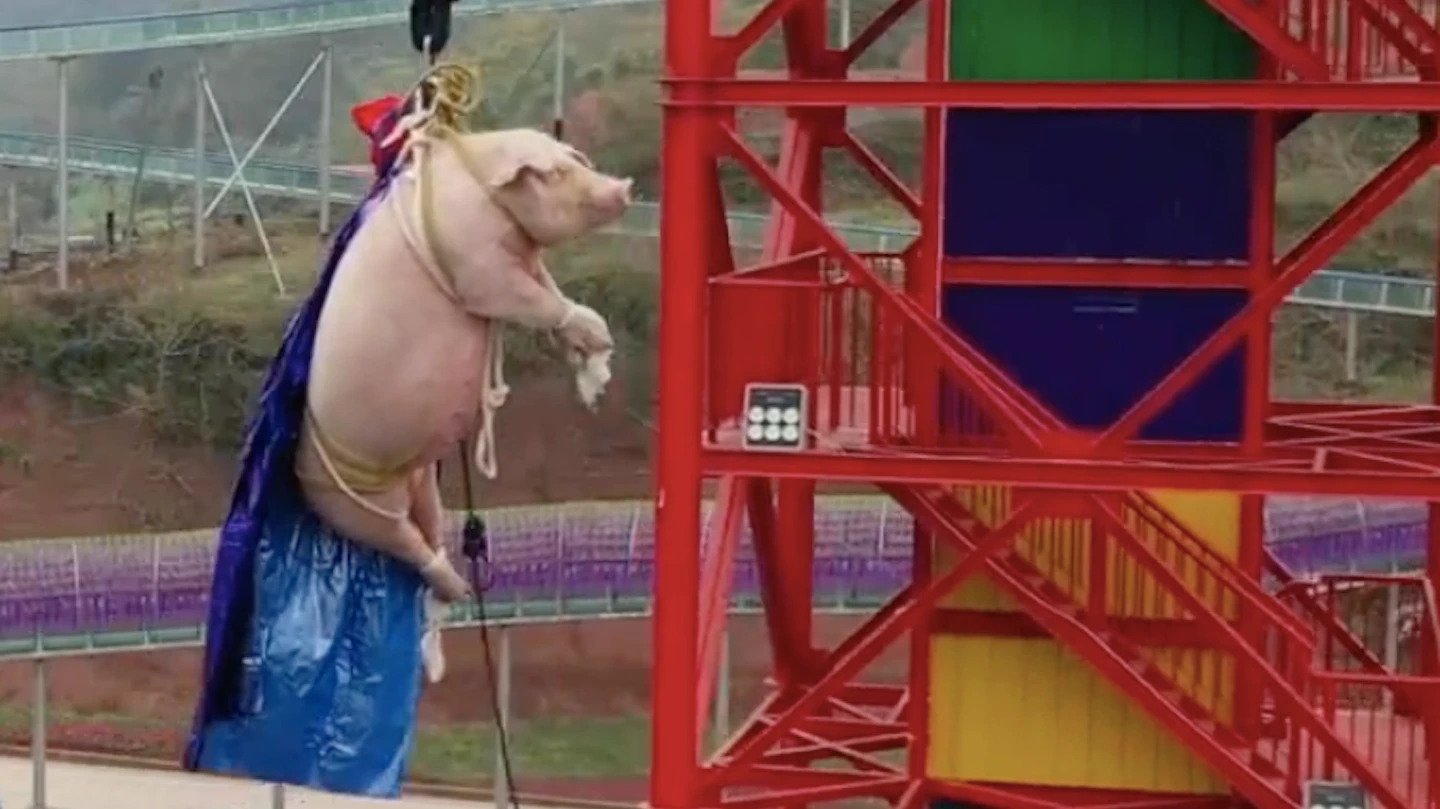 Pig Forced To Bungee Jump 230 Feet To Launch New Attraction At Chinese Theme Park
