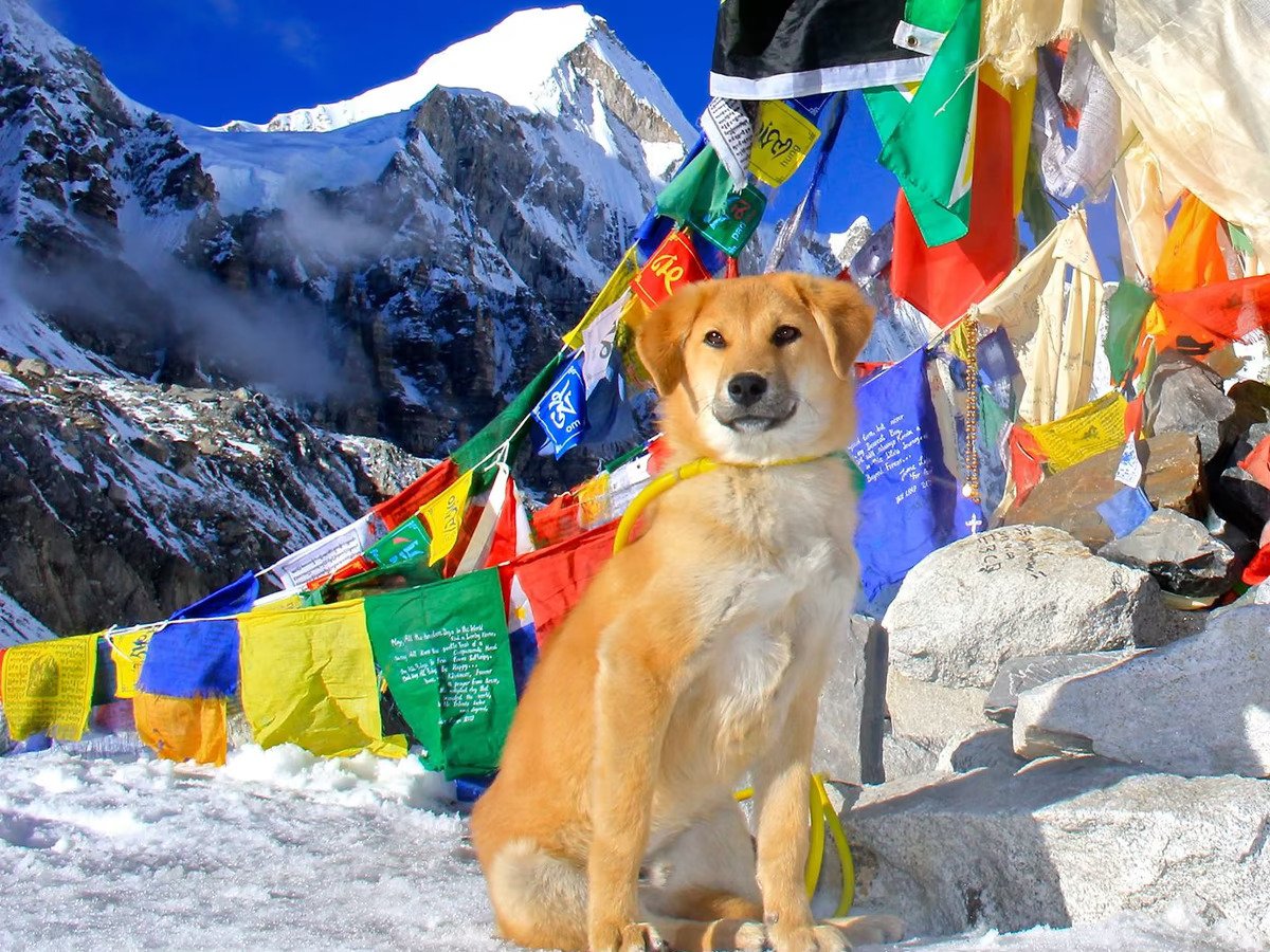 A brown colored dog next to multi-colored flags tied on ropes on mount Everest