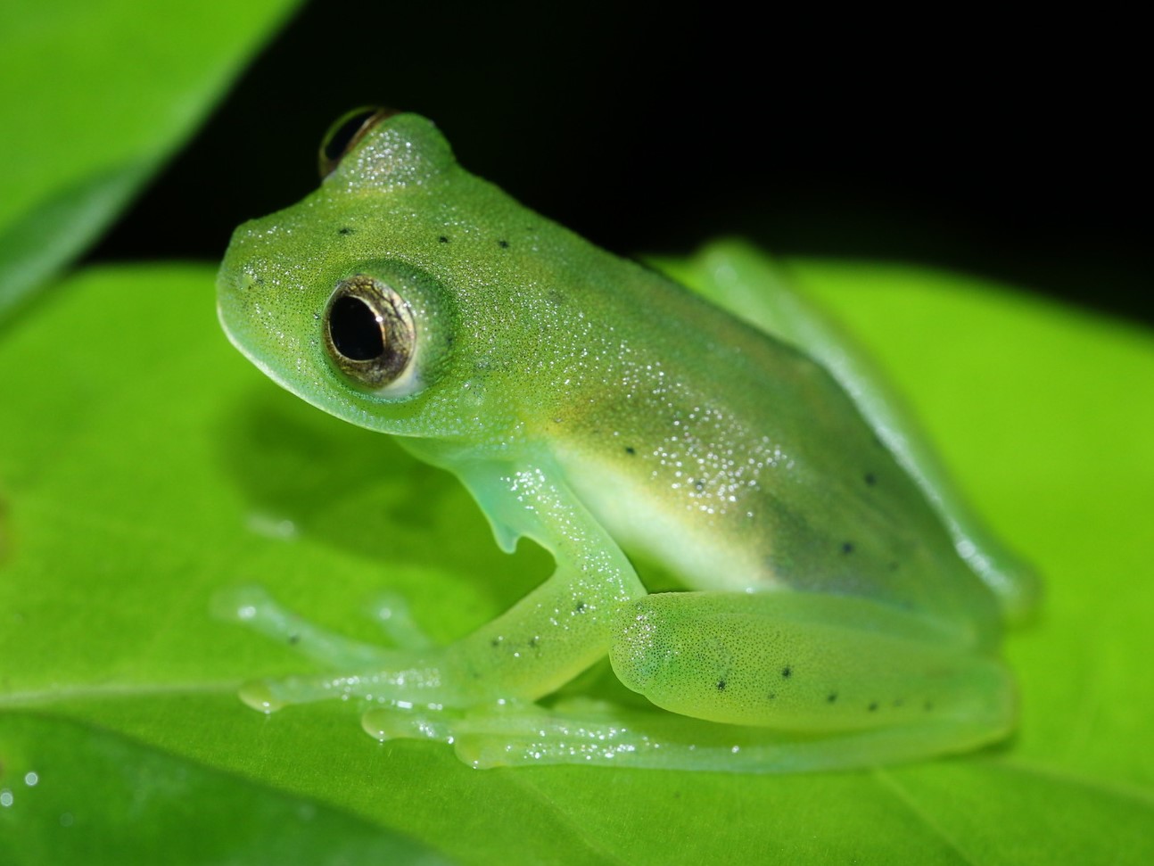 Andes giant glass frog sitting on a leaf