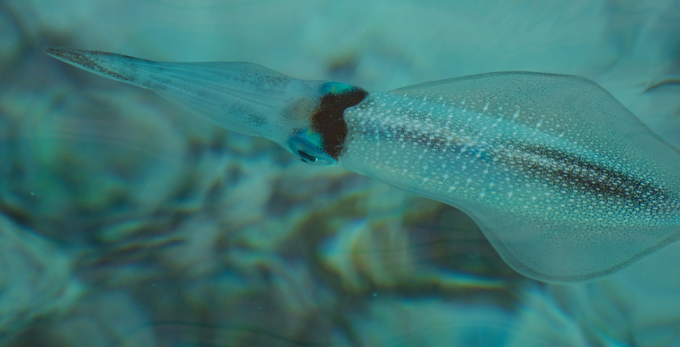 A light blue-transparent squid in the sea