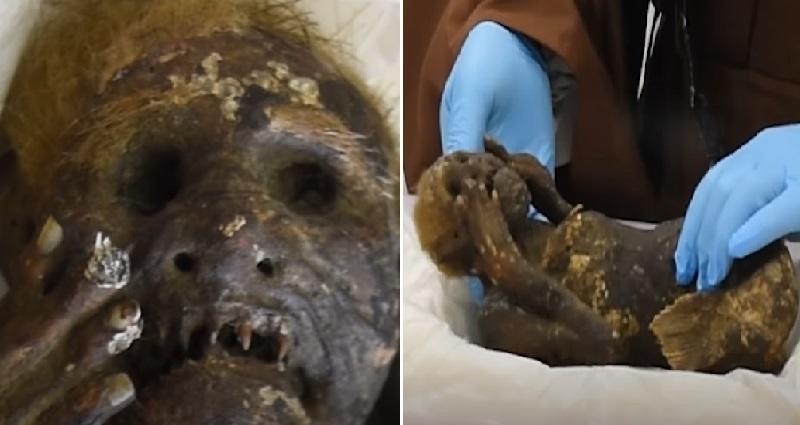 Do Mermaids Exist? Japanese Scientists Are Investigating The Mysterious Mermaid Mummy