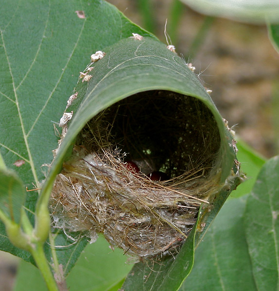 A bird's nest made up of leaves and fiber