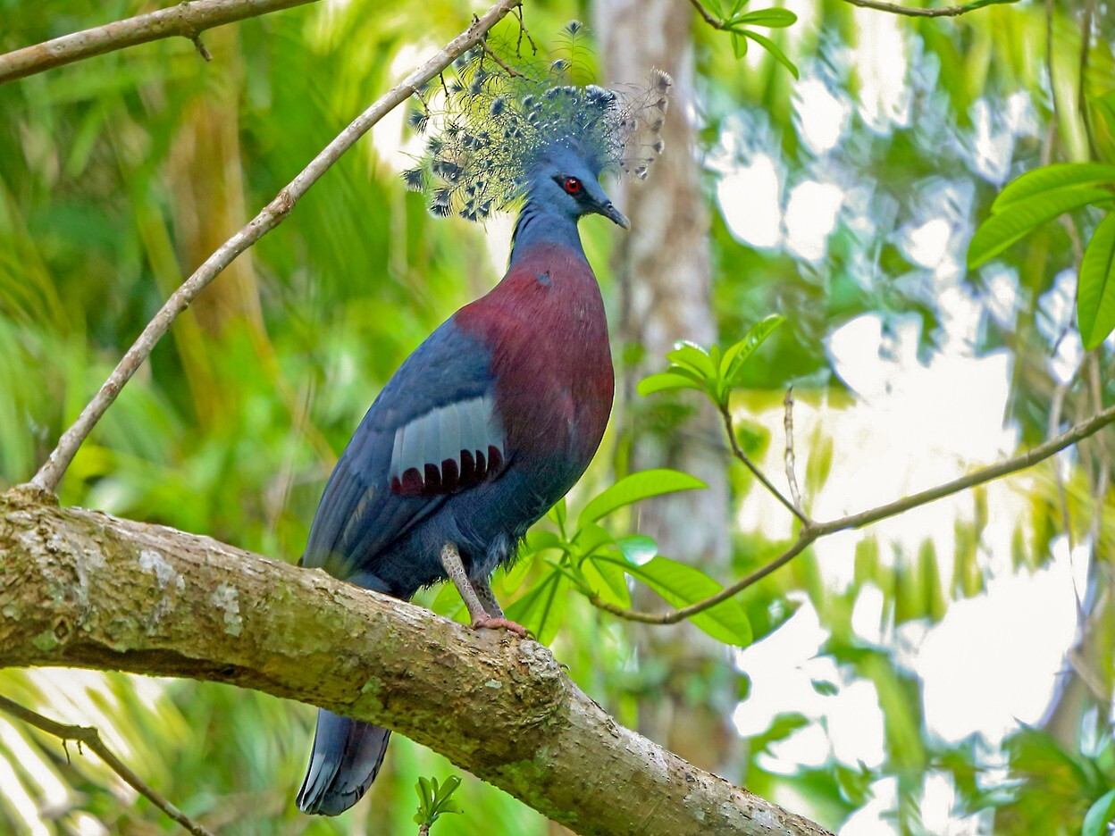The Victoria crowned pigeon has a powder blue body, a maroon breast, and red eyes perching at the branch of a tree