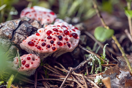 Red colored blood-like spots on a white foamy material cap of a mushroom in the ground
