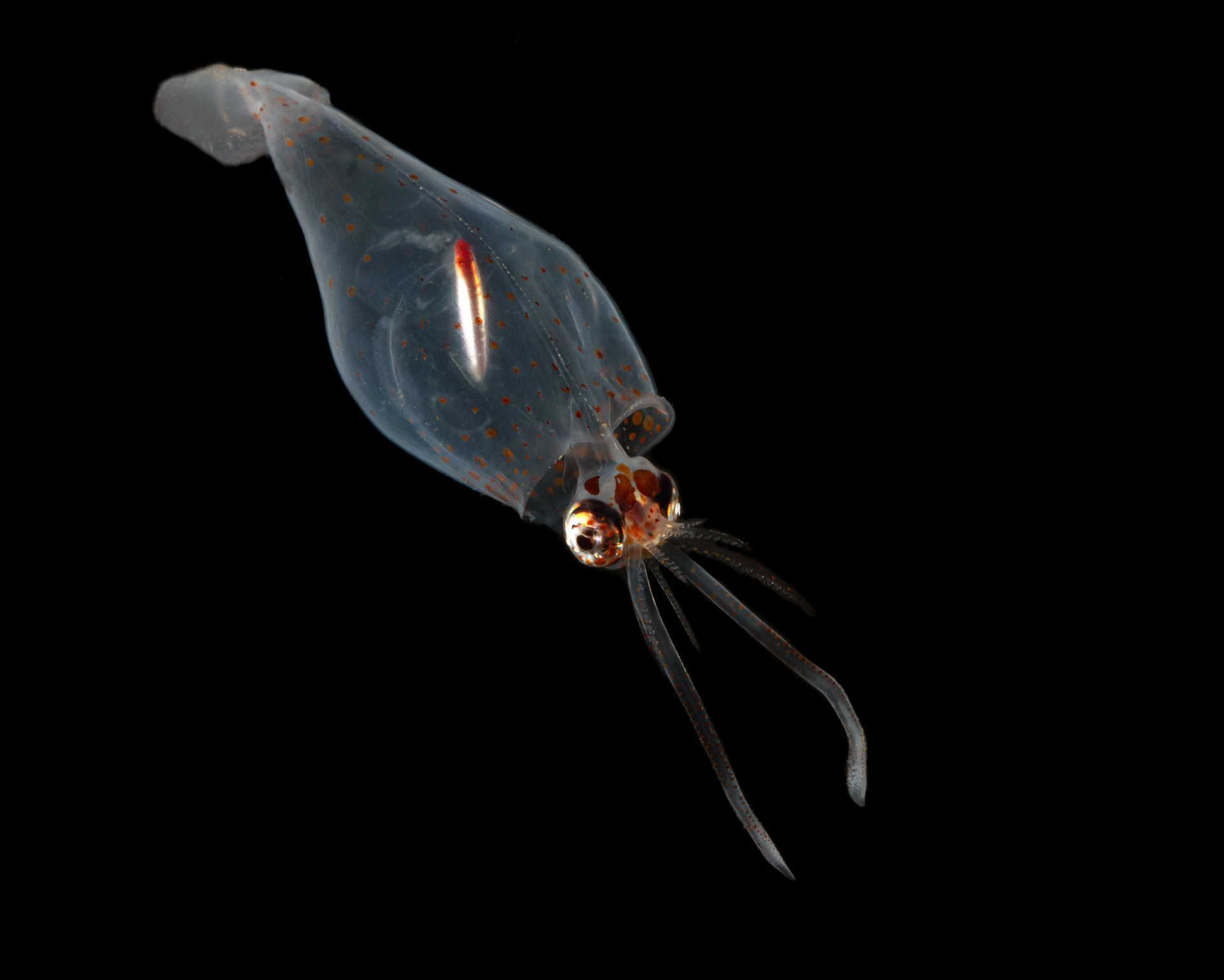 A close up shot of glass squid in the deep sea