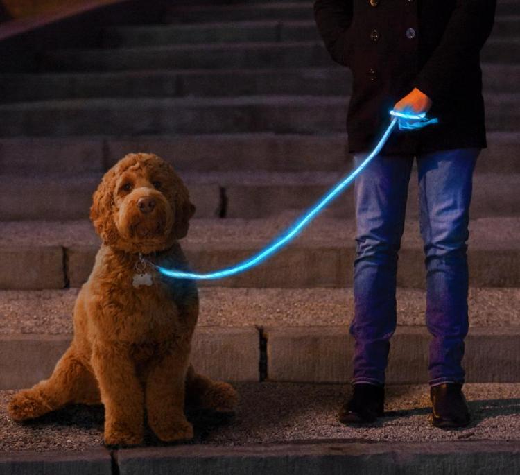 A man wearing black jacket and blue jeans holding a LED blue leash of brown ruffled dog on the stairs
