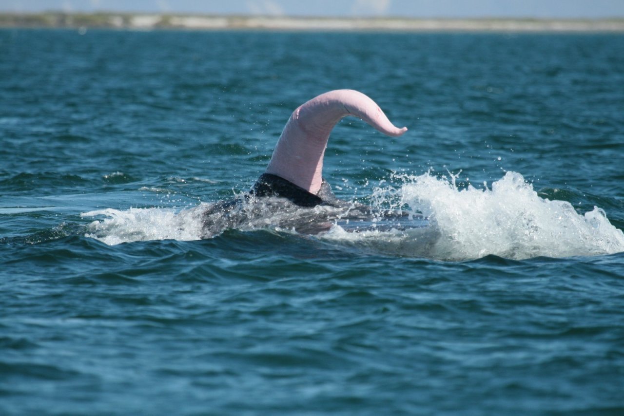 A Whale's Penis sticking out from the water