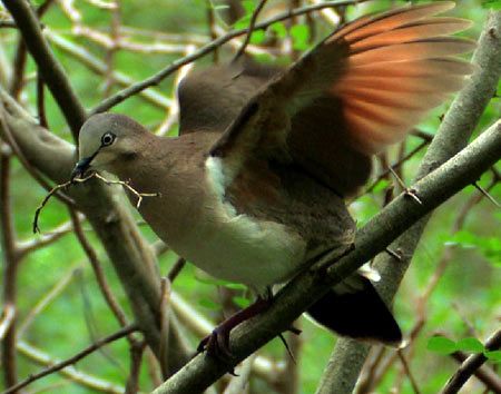 Perching in a thorny stem, Grenada dove with open wings has a twig on its beak