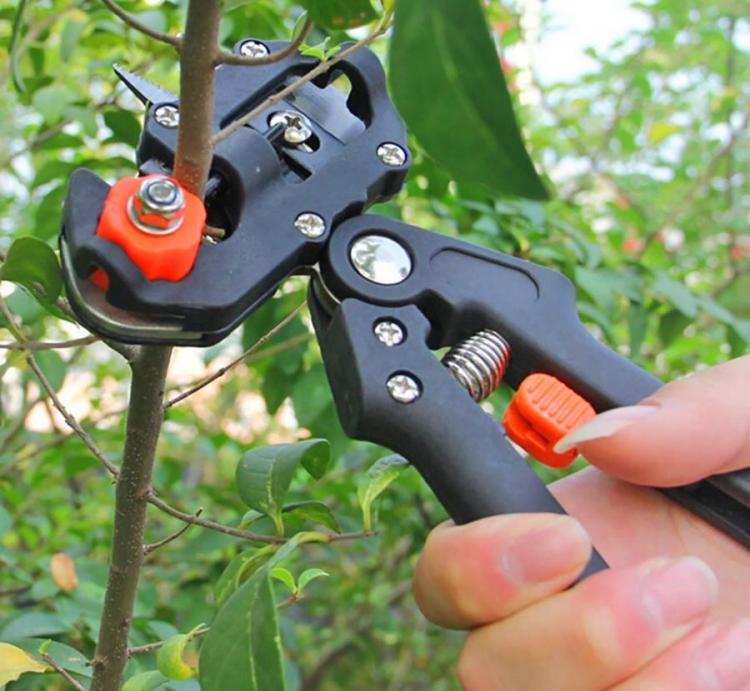 Black grafting tool ,with orange details, cutting a branch of tree