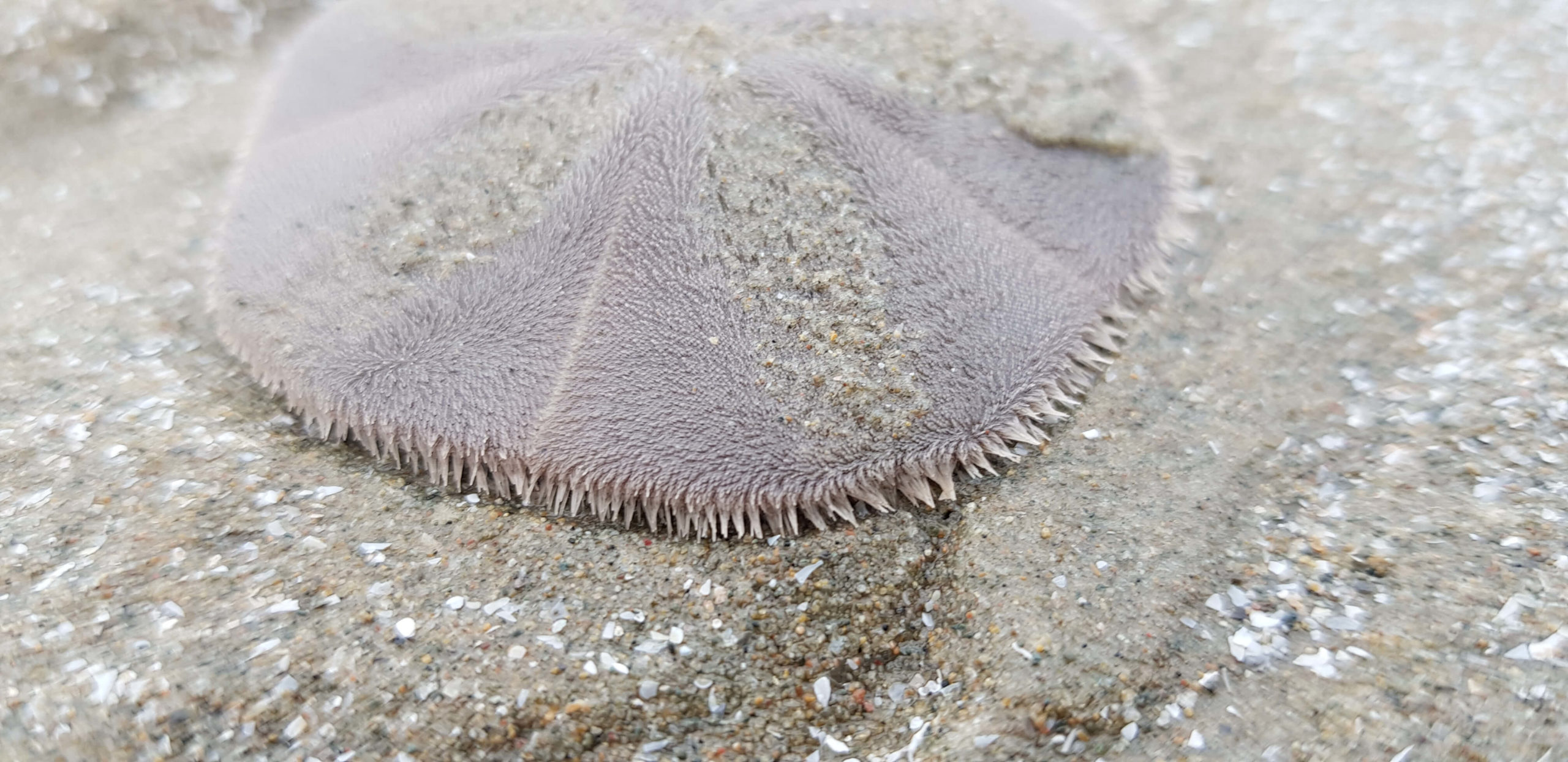 Skin colored sand dollar in sand