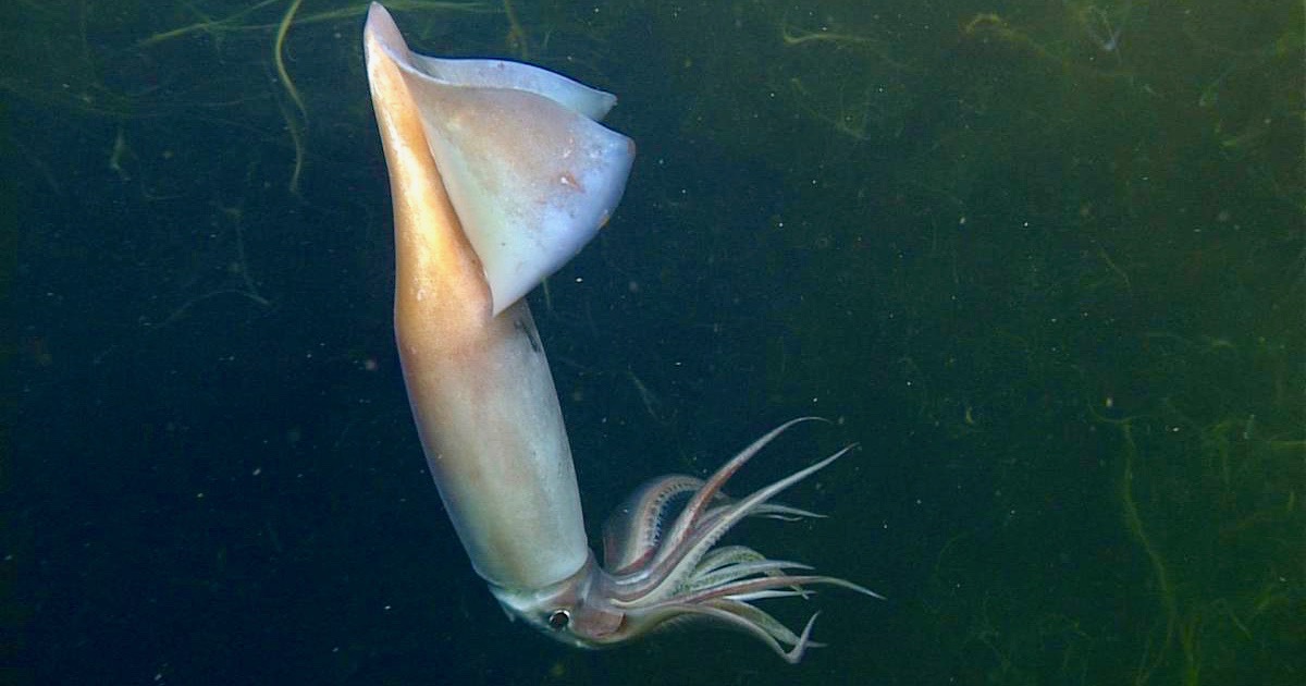 The Secret Behind The Camouflaging Ability Of Squids