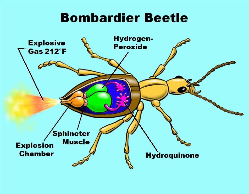 Drawing of anatomy of bombardier beetle