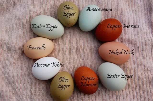 Ancona white, olive, naked neck, copper Marans colored eggs pink-colored towels