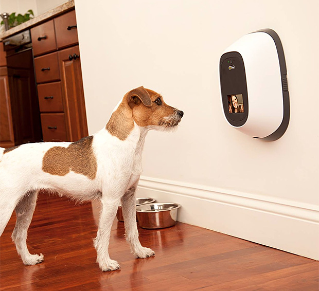 A white dog with a brown spot standing on a wooden floor talking to his owner via pet chatz mounted on a white wall 