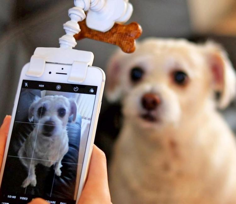 A white dog looking to a white treat holder mounted on a phone