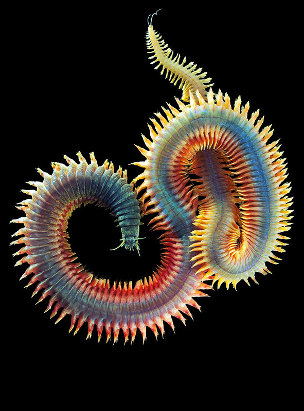 Alitta Virens - A Rainbow-Colored Ragworm