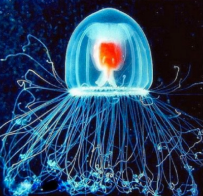 Jellyfish Turritopsis Dohrnii-The Only Biologically Immortal Species Known So Far