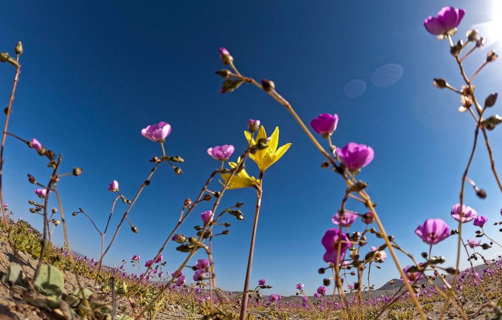 A close up shots of violet flowers in atacama desert bloom