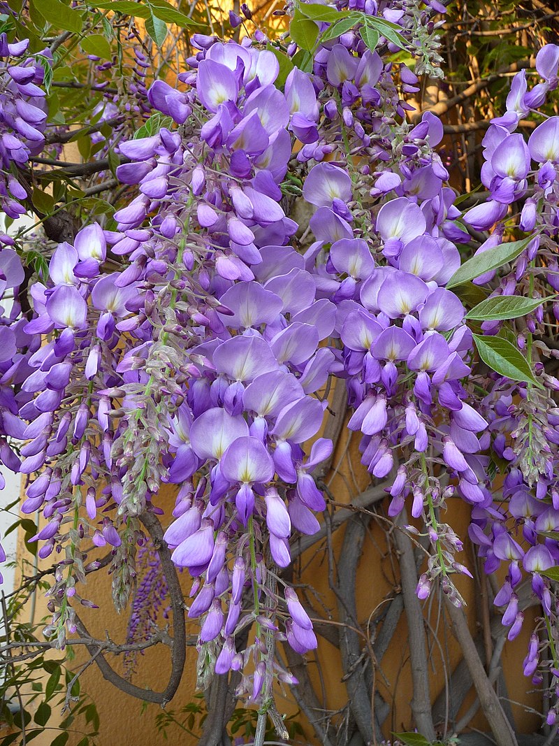 Violet wisteria flower dangling on it branches