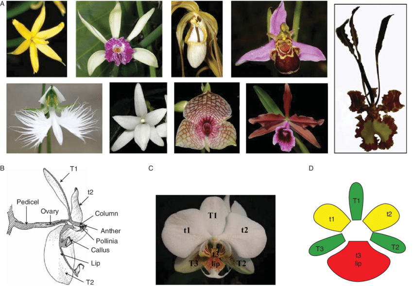 Different types of orchid flowers with its labelled diagram