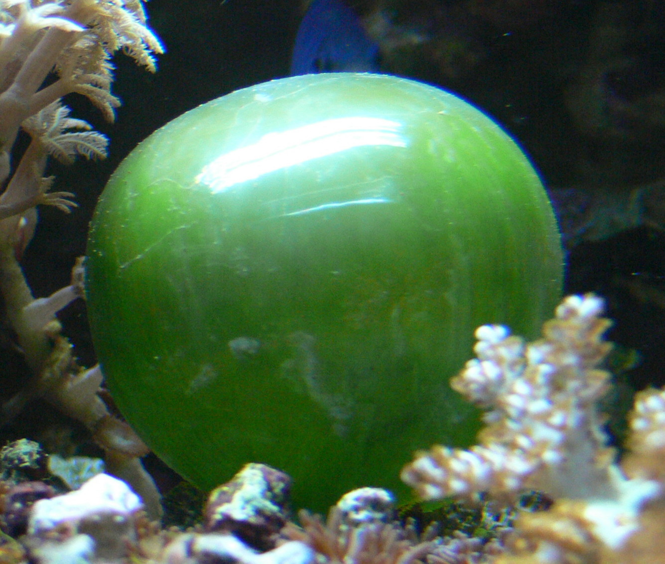 A giant cell of green-colored Valonia Ventricosa in the sea