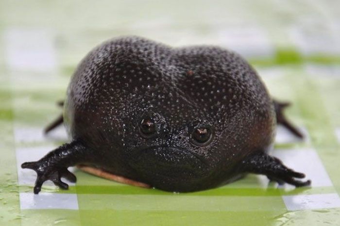 Black Rain Frogs-The Most Bizarre Yet Cute Frog Species