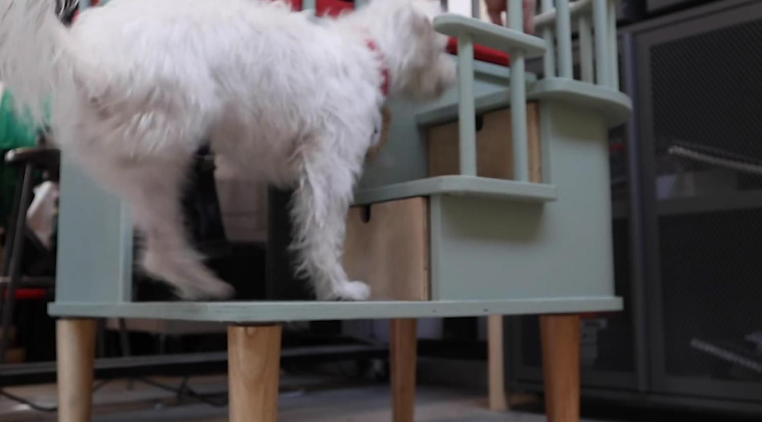 A white hairy dog climbing light-aqua green colored office chair for needy pets with extra space for your pets
