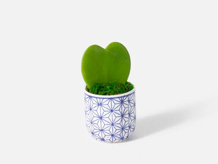 Blue and white pattern vase with a heart shaped succulent