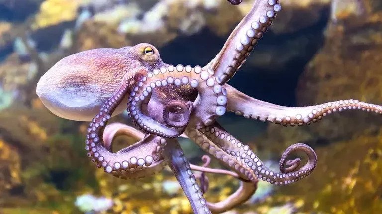 Purple colored octopus in the sea