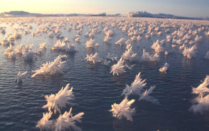 Hundreds of frost flowers floating on the Beaufort Sea near Alaska