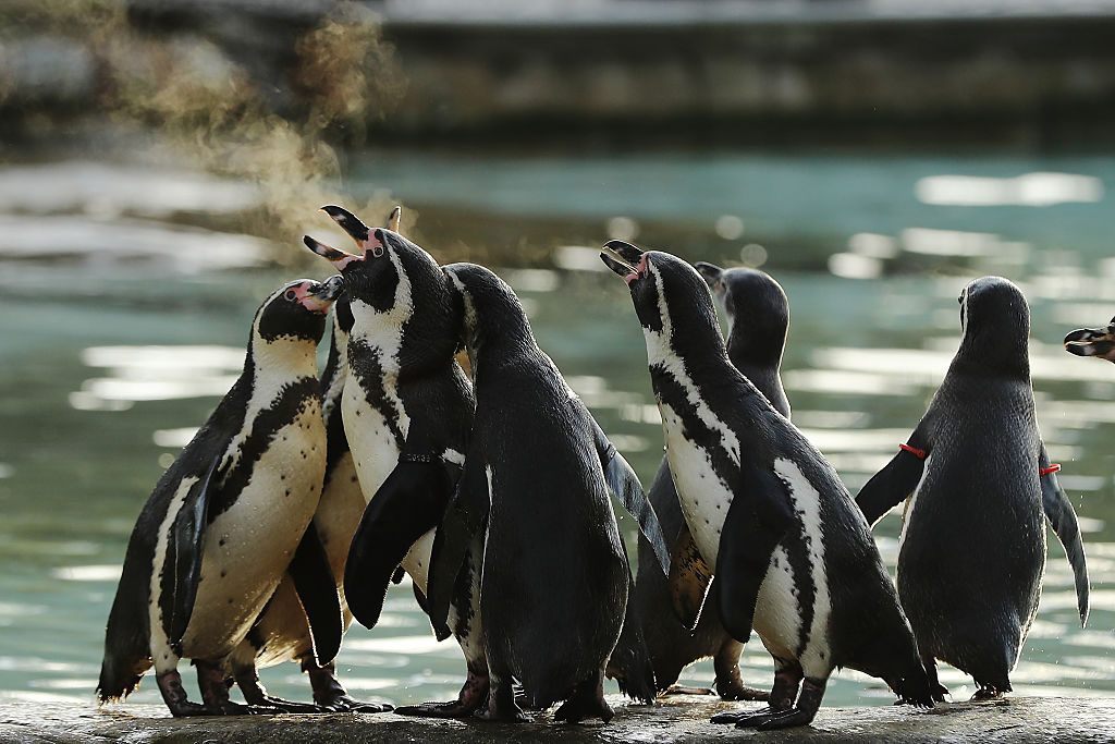 A group of penguins enjoying near a waterbody