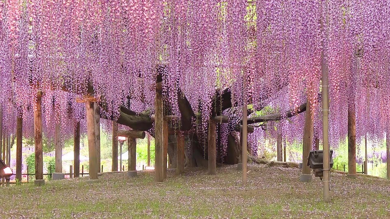Wisteria Flower Vine - A Plant That Is More Than Magical
