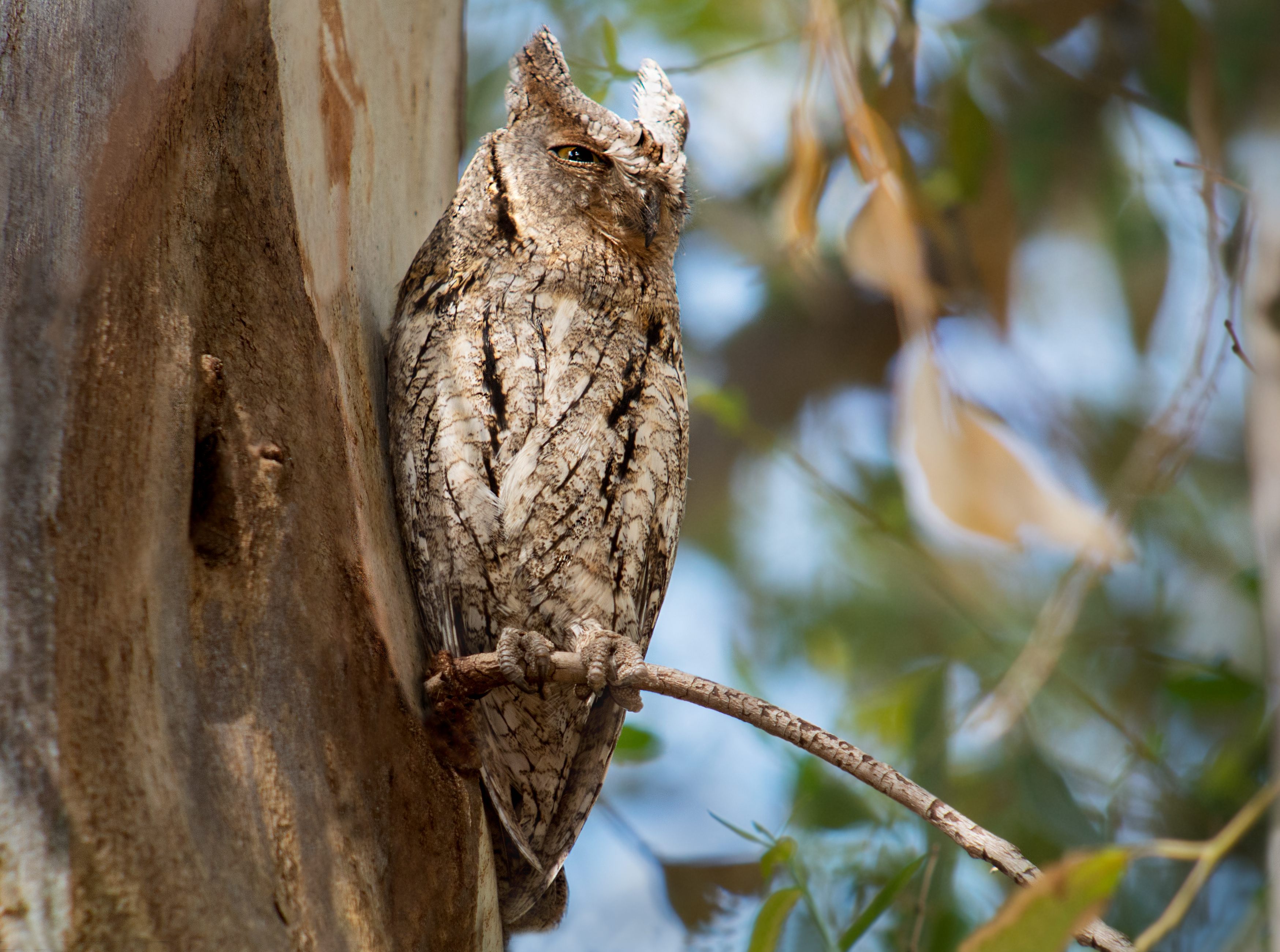 Brown eurasian scops owl siiting on a branch of a tree