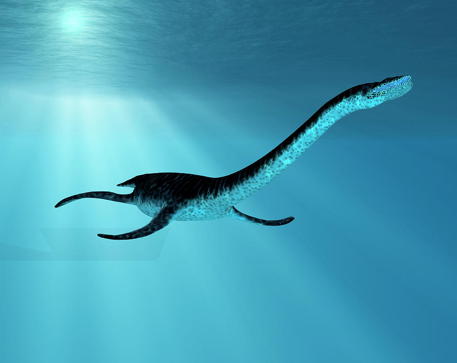 A drawn image of the extinct Plesiosaurus Dinosaur swimming in the water