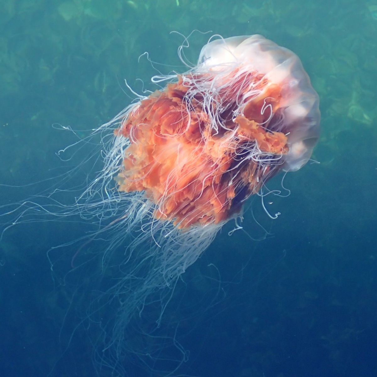 Orange colored lion's mane jellyfish in the sea