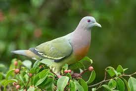 The pink-necked green pigeon has a grey head, a pinkish neck and upper breast, and an orange breast. 