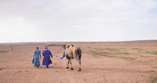 A Homesick Camel Trekked More Than 60 Mile And Set Out On A Journey Across The Gobi Desert To Track Down Its Previous Owner
