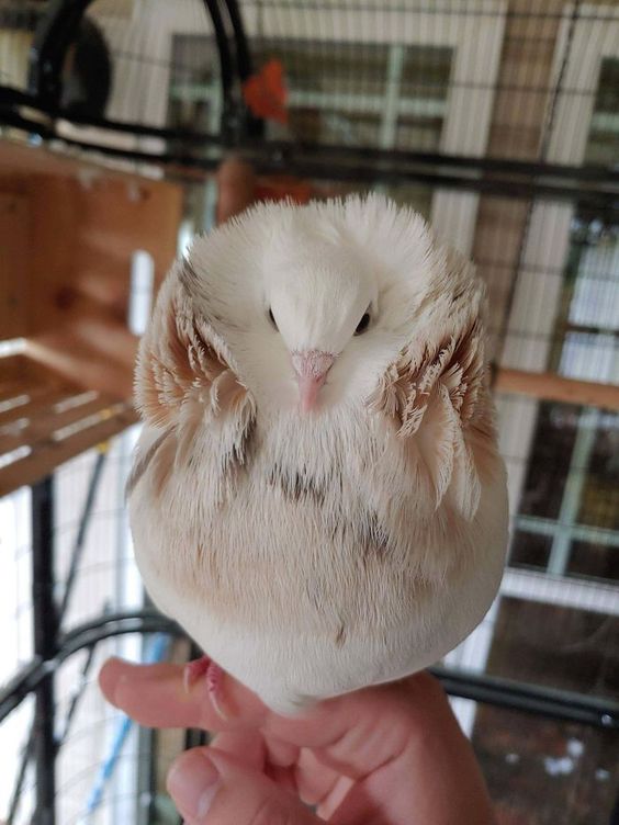 Capuchine or Jacobin Mix perching in the finger of its owner outside of its cage