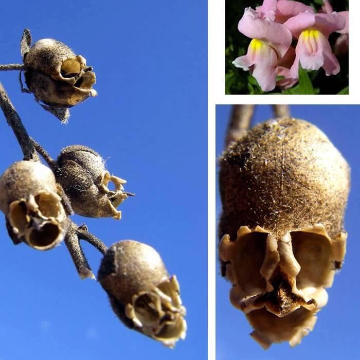 Snapdragon - A Plant's Seedpods Gives The Impression Of Skulls