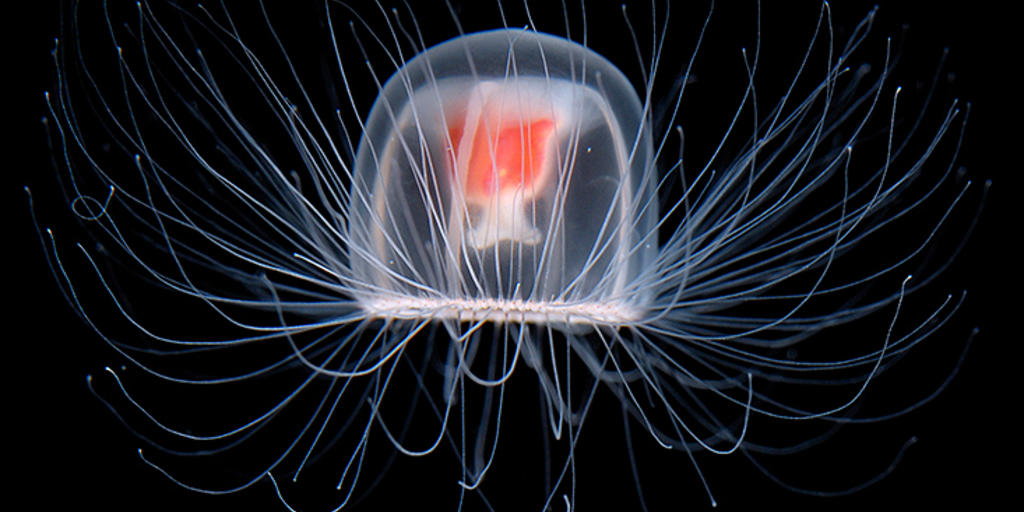 Transparent white and orange colored immortal jellyfish specie