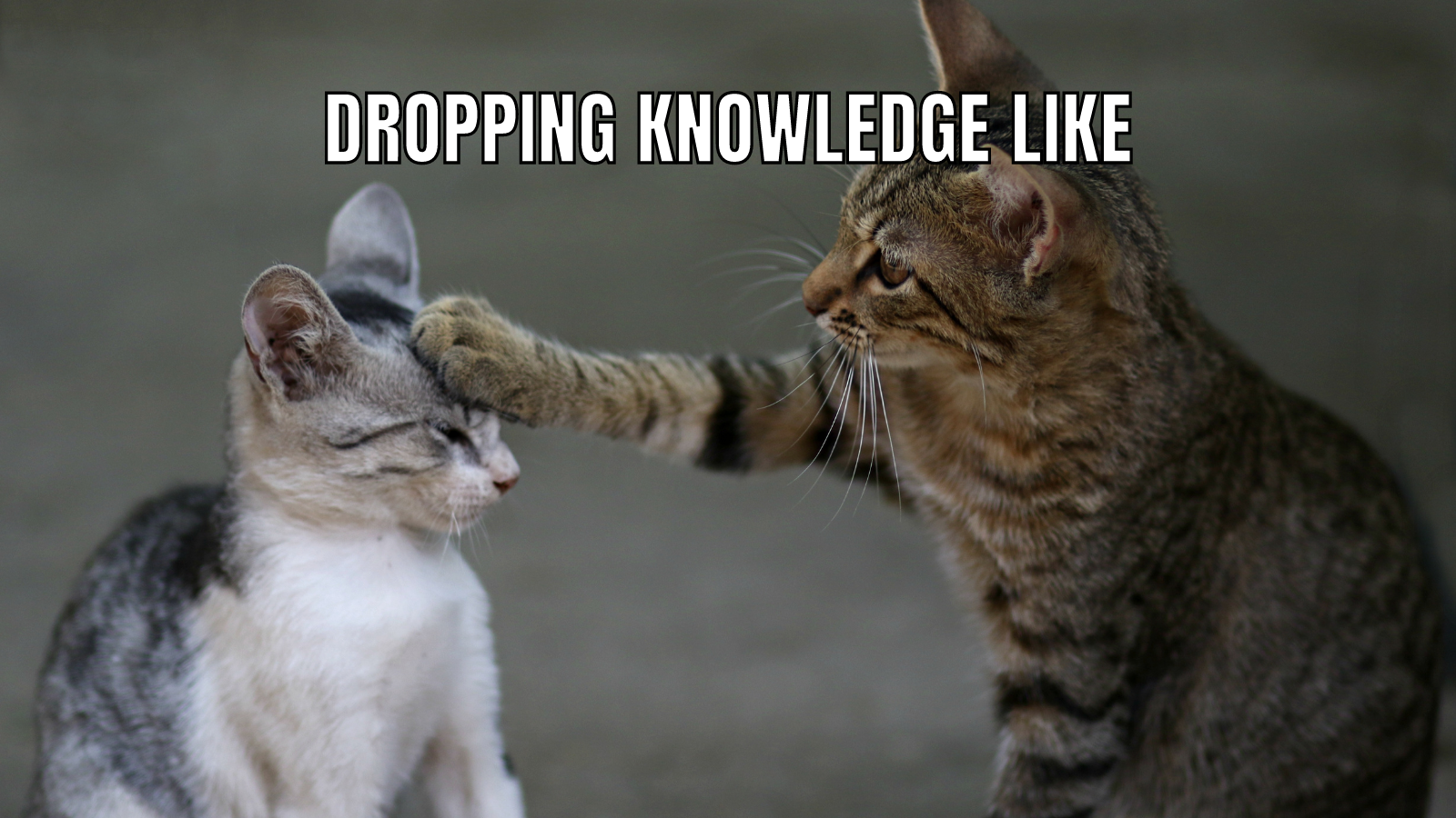 Cat on the right holding the head of the cat on the left with words dropping knowledge like