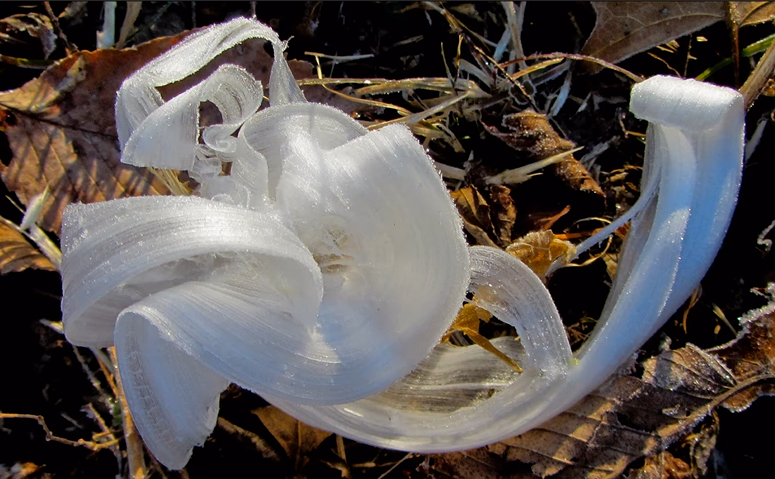 An elaborate ice extrusion from a frostweed among dried leaves in a forest
