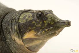 Close view of the face of green spotted black colored Nilssonia Formosa Turtle Specie