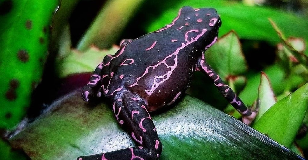 Purple toad sitting on a leaf