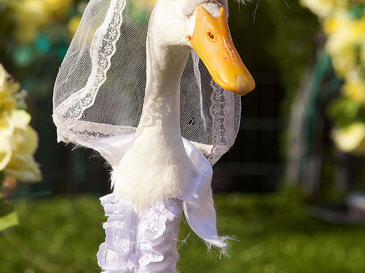 A duck wearing a white wedding gown