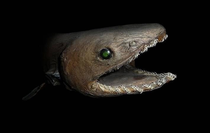 A green-eyed and brown skin colored deep-sea shark